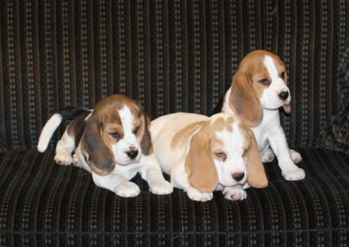 Beaglewelpen aus dem C-Wurf